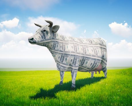 High-Dividend Cash Cow